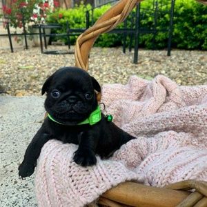 Meet your Posher, Richard